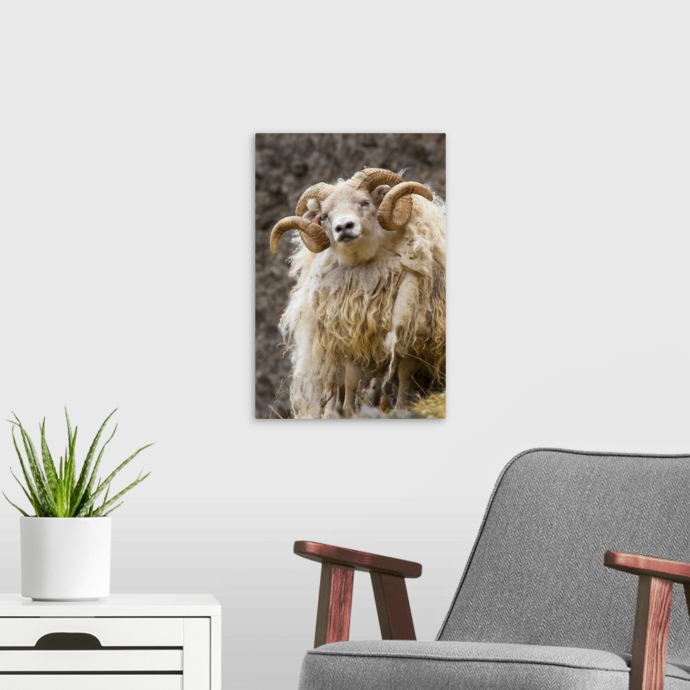 A modern room featuring Iceland. Close-up of Icelandic sheep.