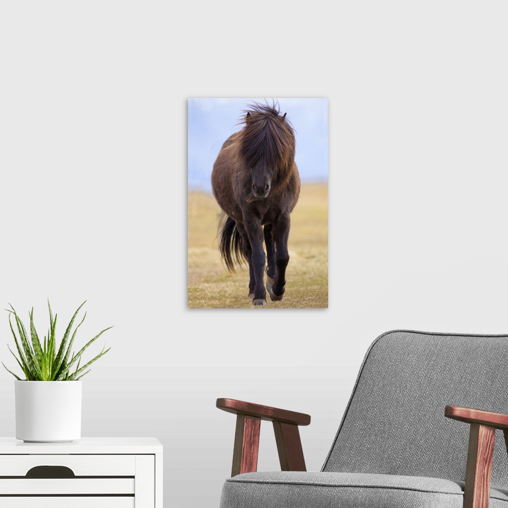A modern room featuring Iceland. Icelandic horse in sunset light.