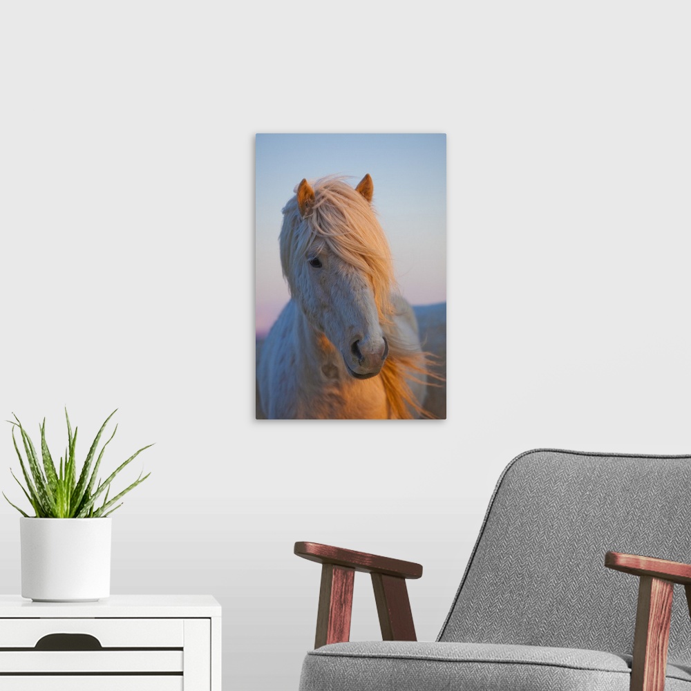 A modern room featuring Iceland. Icelandic horse in sunset light.