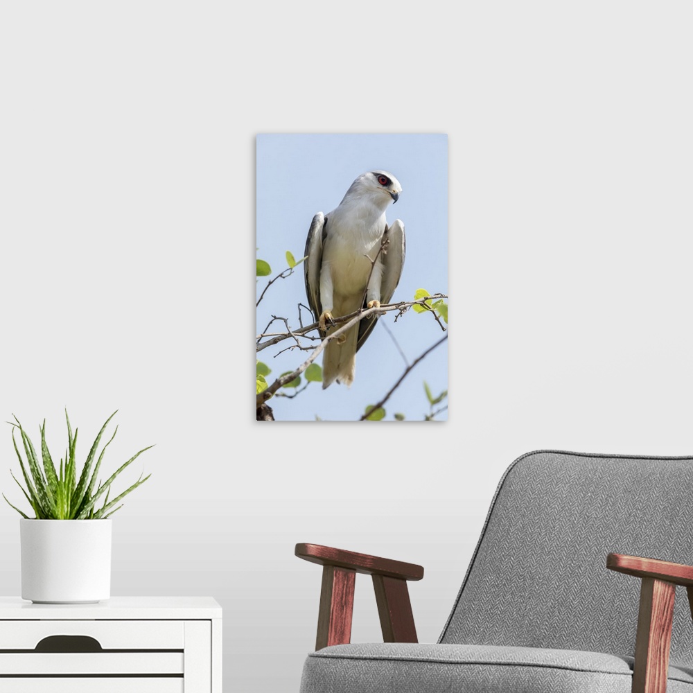 A modern room featuring India, Madhya Pradesh, Kanha National Park. Portrait of a black-winged kite on a branch.