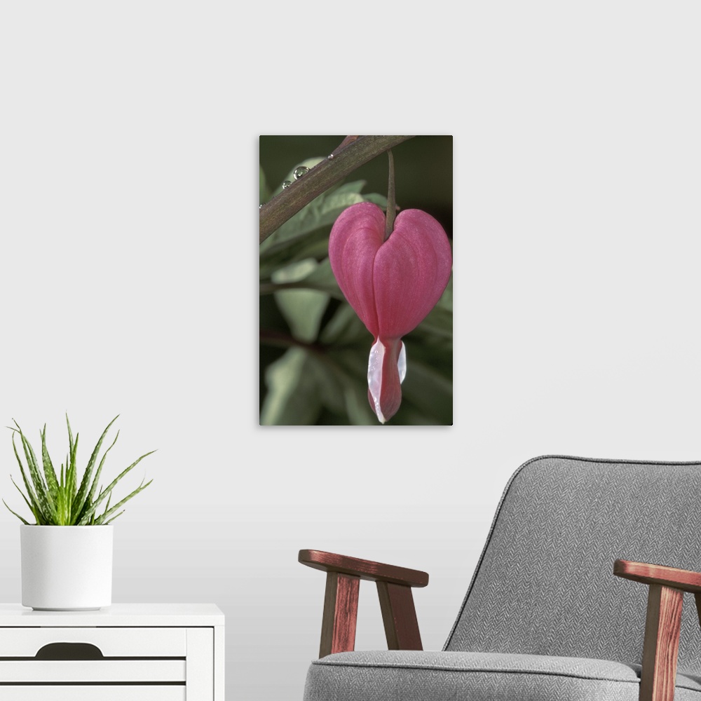 A modern room featuring USA, Iowa.Commong bleeding heart flower (Dicentra spectabilis)