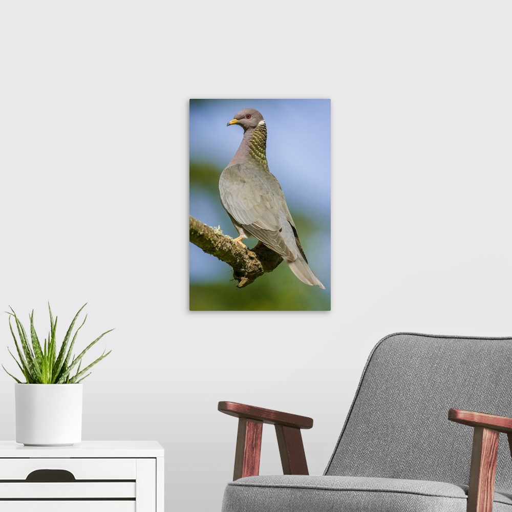 A modern room featuring Issaquah, Washington State, USA. Band-tailed Pigeon (Columba fasciata) sitting on a branch.