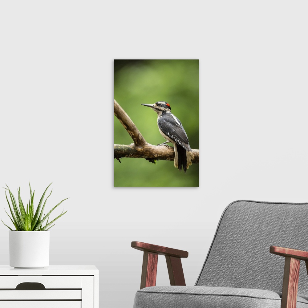 A modern room featuring Issaquah, Washington State, USA. Male hairy woodpecker perched on a dead branch in springtime.