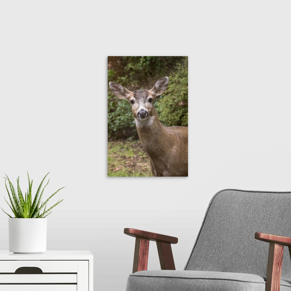 A modern room featuring Issaquah, Washington State, USA. Male mule deer with antlers just barely visible in a rural resid...