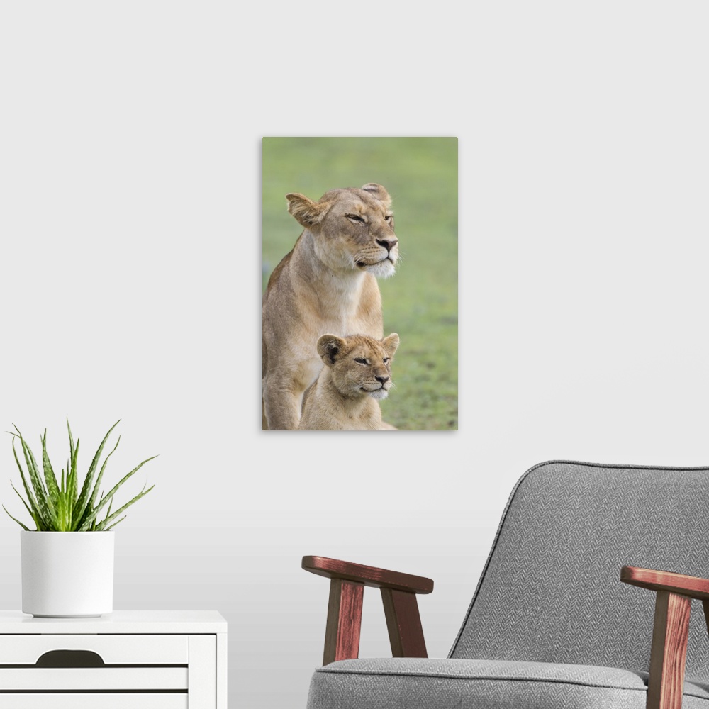 A modern room featuring Lioness with its female cub, standing together, side by side.