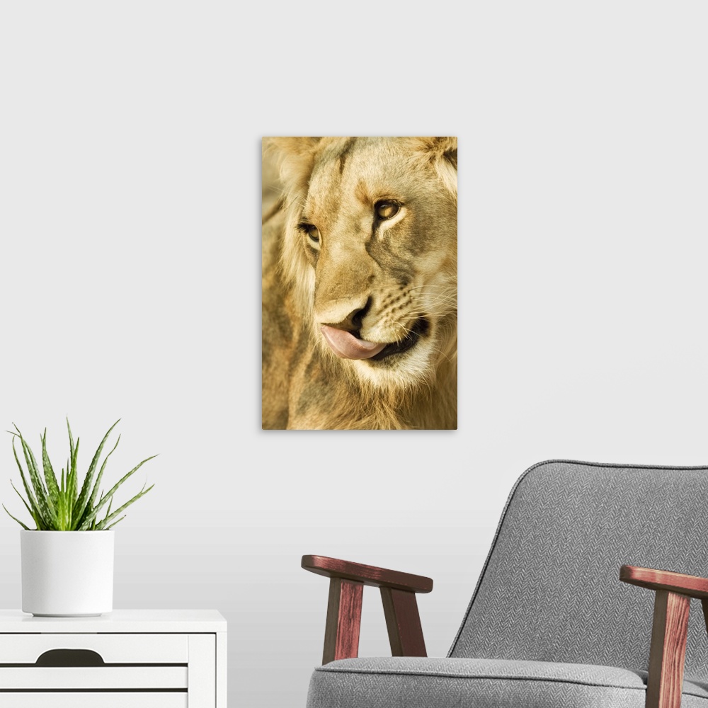 A modern room featuring Livingston, Zambia. Close-up of a male lion licking his nose.