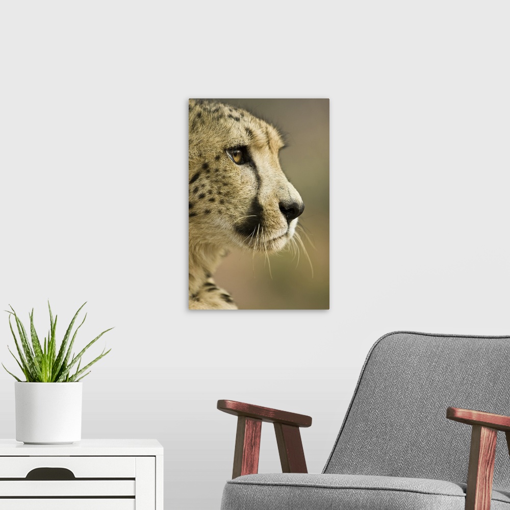 A modern room featuring Livingstone, Zambia. Close-up of Cheetah profile.