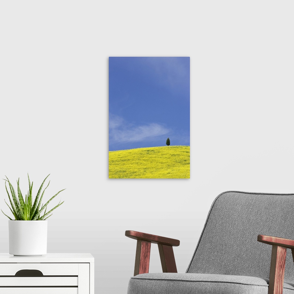 A modern room featuring Europe, Italy, Tuscany. Lone cypress tree on flower-covered hillside.