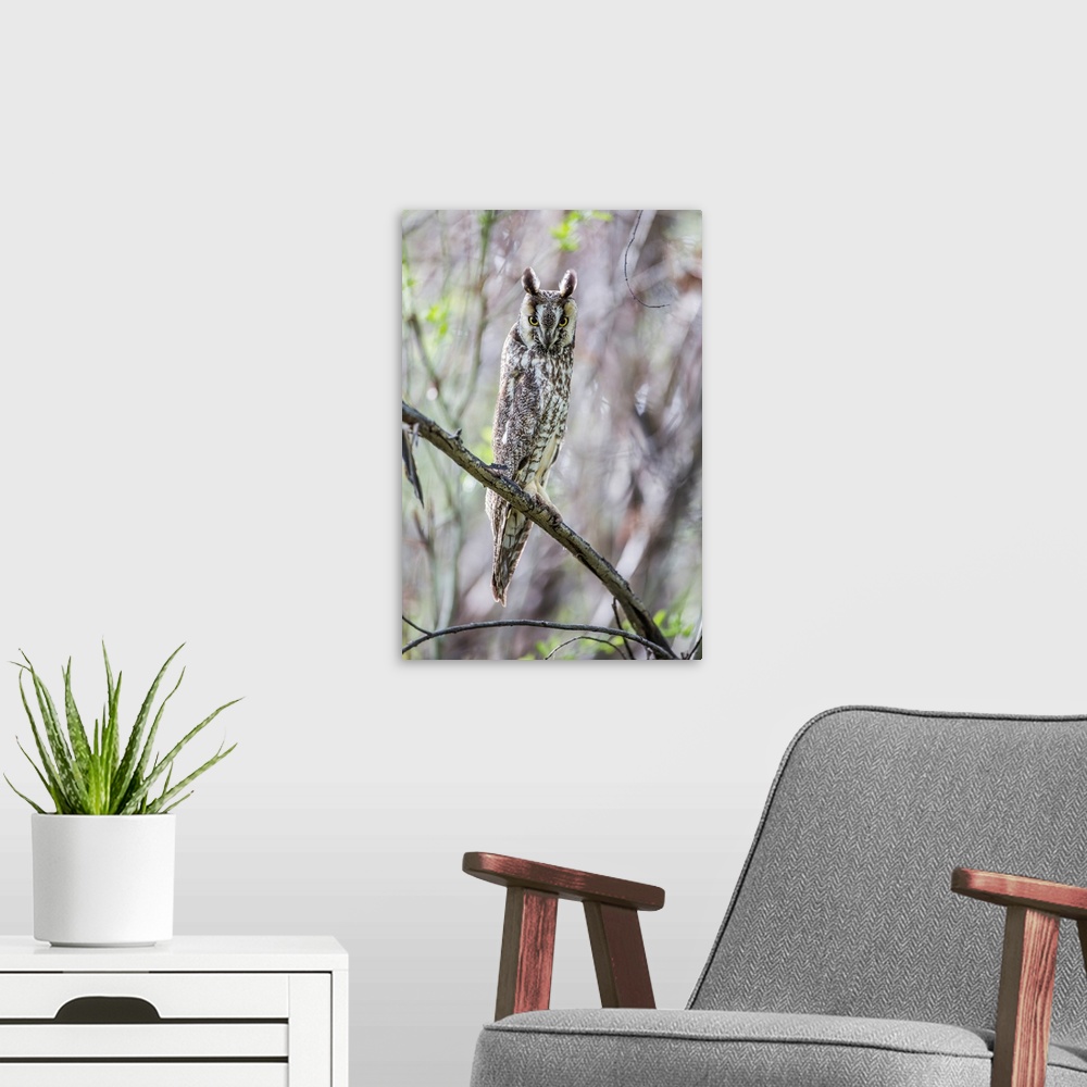 A modern room featuring USA, Wyoming, Sublette County, Pinedale, A Male Long-eared Owl roosts in an aspen grove close to ...