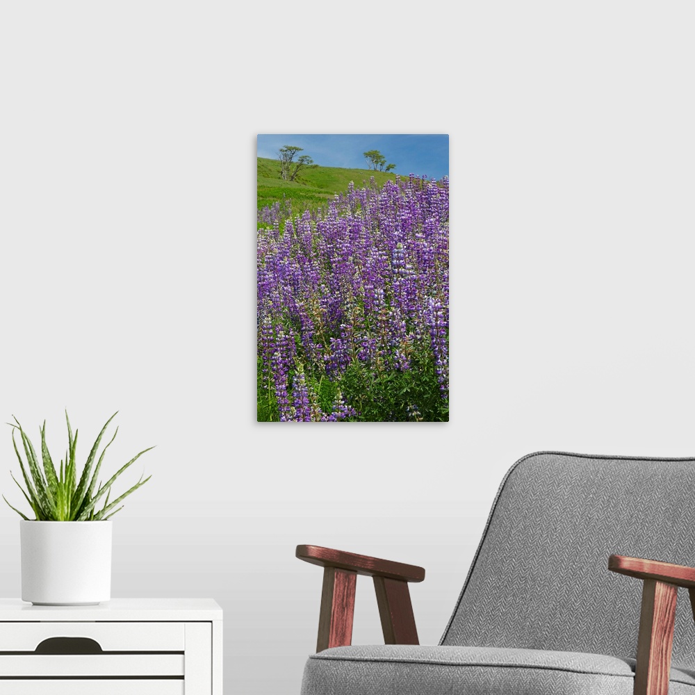 A modern room featuring CA, Redwoods National Park, Lupine field.