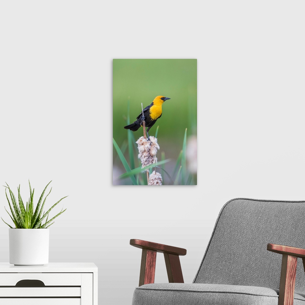 A modern room featuring USA, Wyoming, Sublette County, a male Yellow-headed Blackbird perches on dried cattail stalks in ...