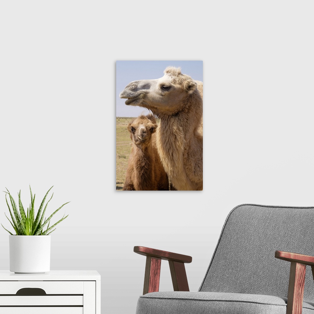 A modern room featuring Mongolia, Lake Tolbo, Bactrian camels.