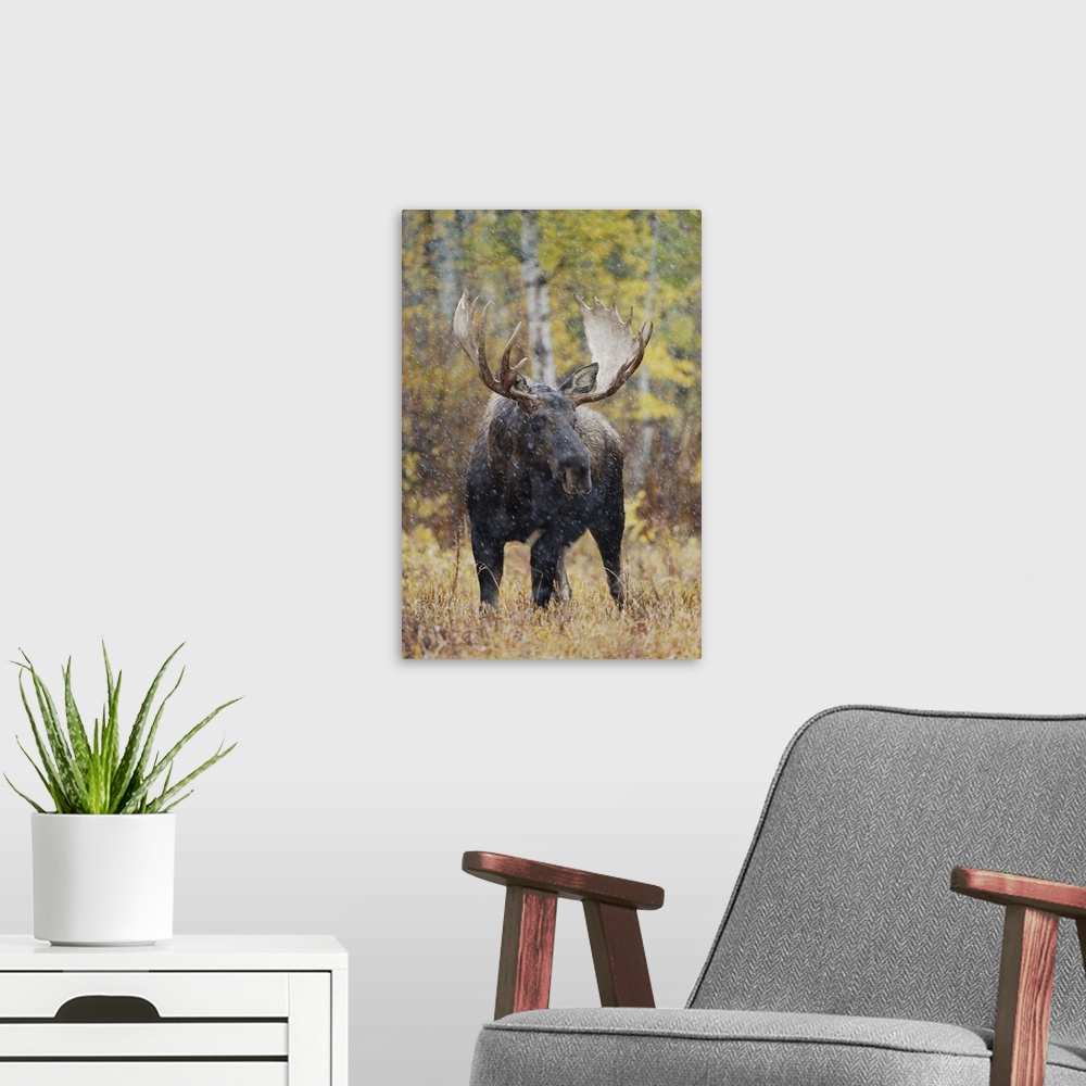 A modern room featuring Moose, Alces alces, bull in snowstorm with aspen trees in background in fallcolors, Grand Teton N...