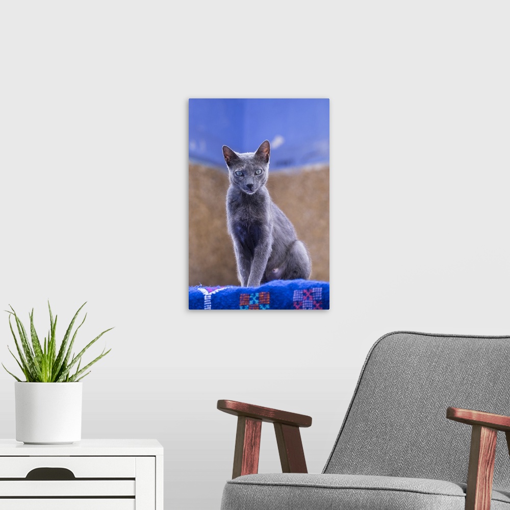 A modern room featuring Morocco, Chefchaouen. A female cat looks on in curiosity.