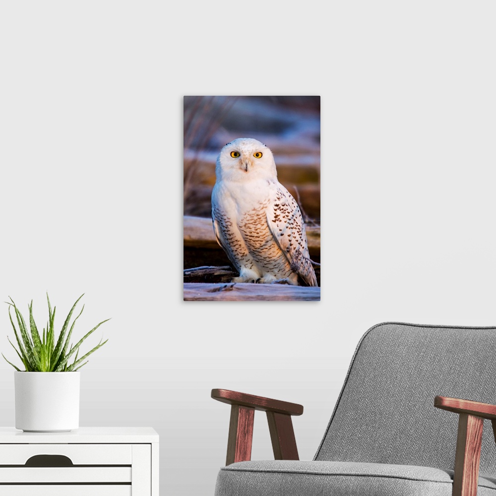A modern room featuring North America; Canada; British Columbia; Snowy Owl Waiting for Prey