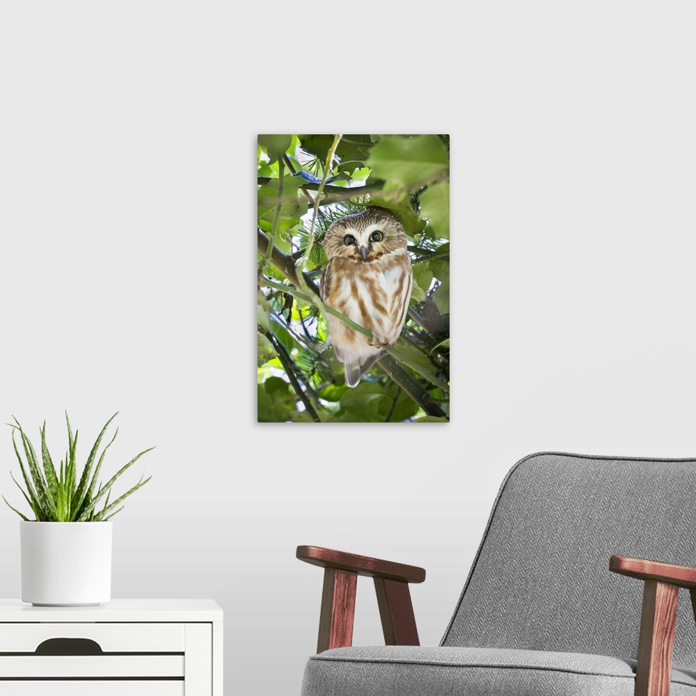A modern room featuring Canada, British Columbia, Reifel Migratory Bird Sanctuary. Northern saw-whet owl perched in holly...