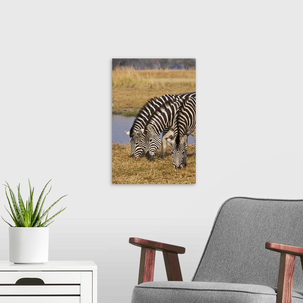 A modern room featuring Okavango Delta, Botswana. Three Plains Zebra Grazing.