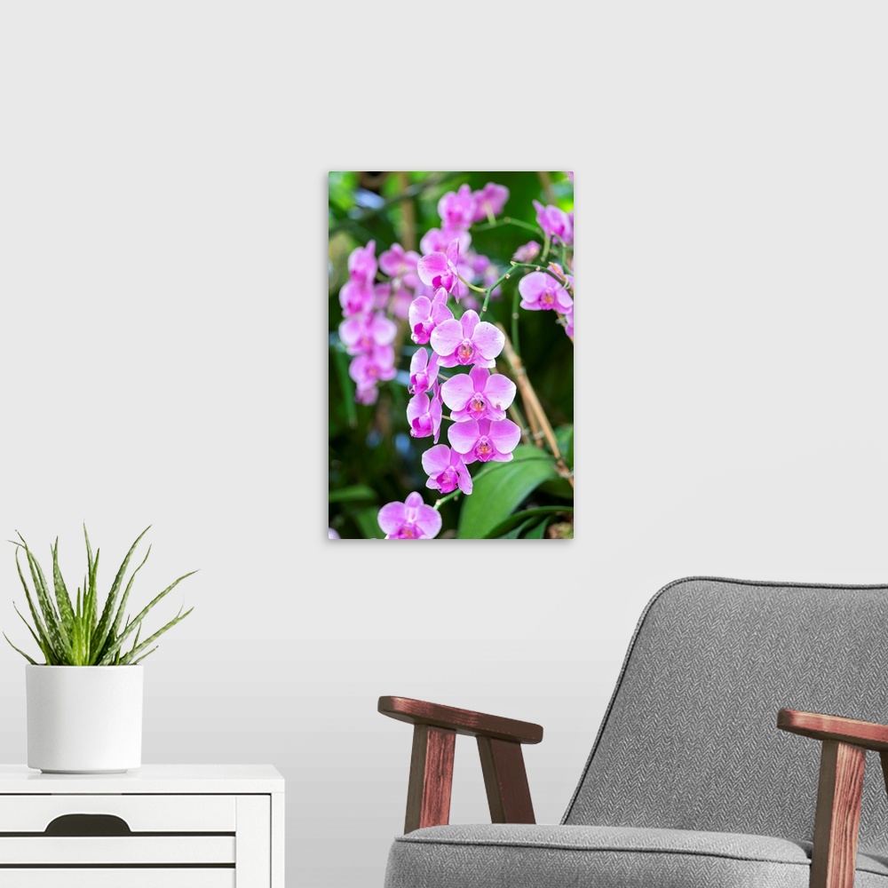 A modern room featuring Orchid, USA