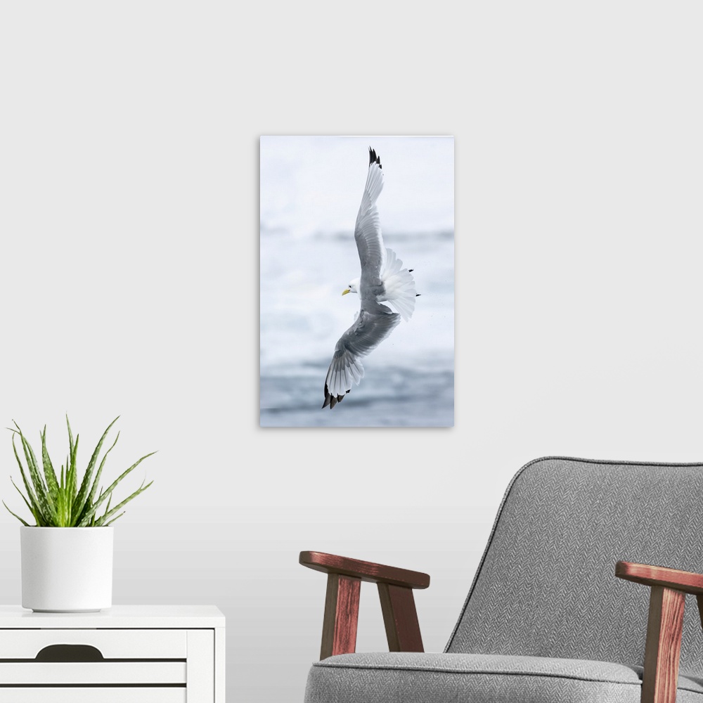 A modern room featuring Pack ice, north of Svalbard. A black-legged kittiwake showing its flying capabilities.