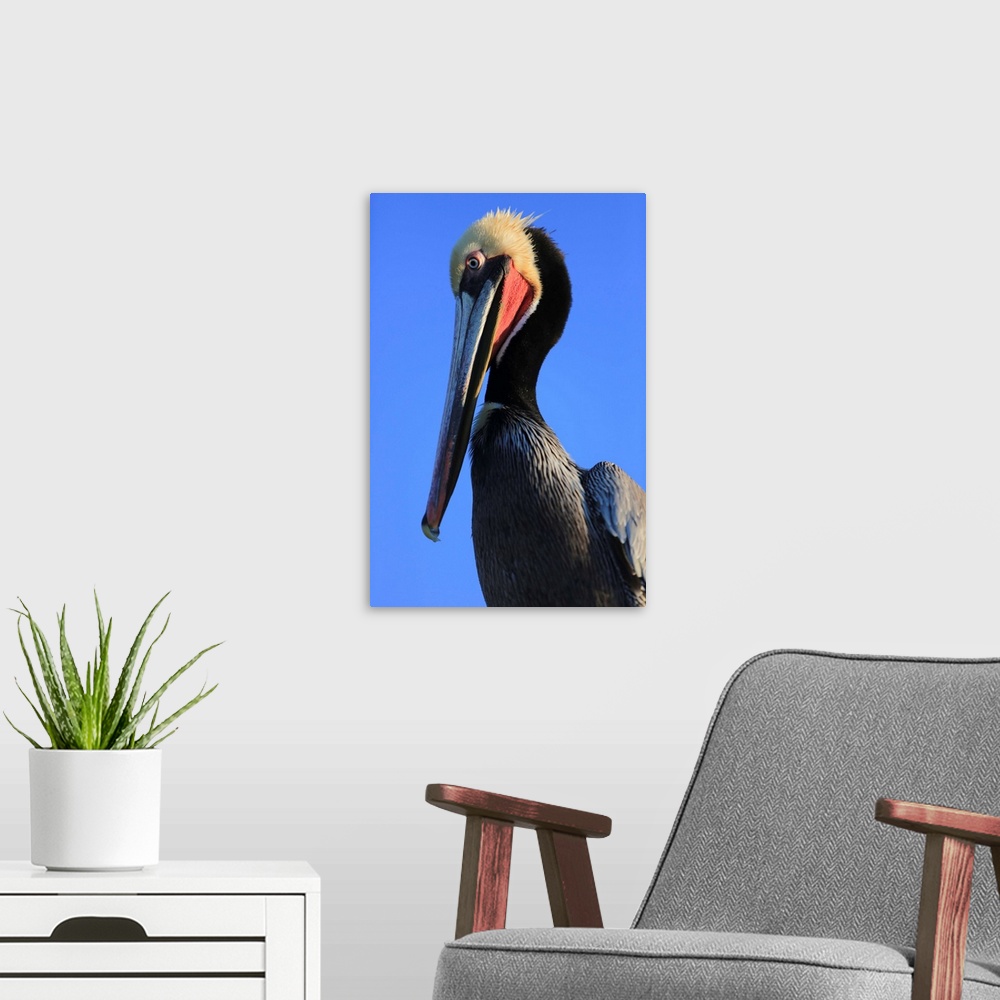 A modern room featuring Shelter Island, San Diego, California. Pelican with large eyes bows its head and long beak toward...
