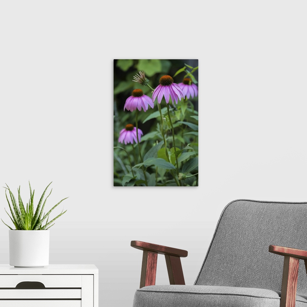 A modern room featuring Purple coneflowers