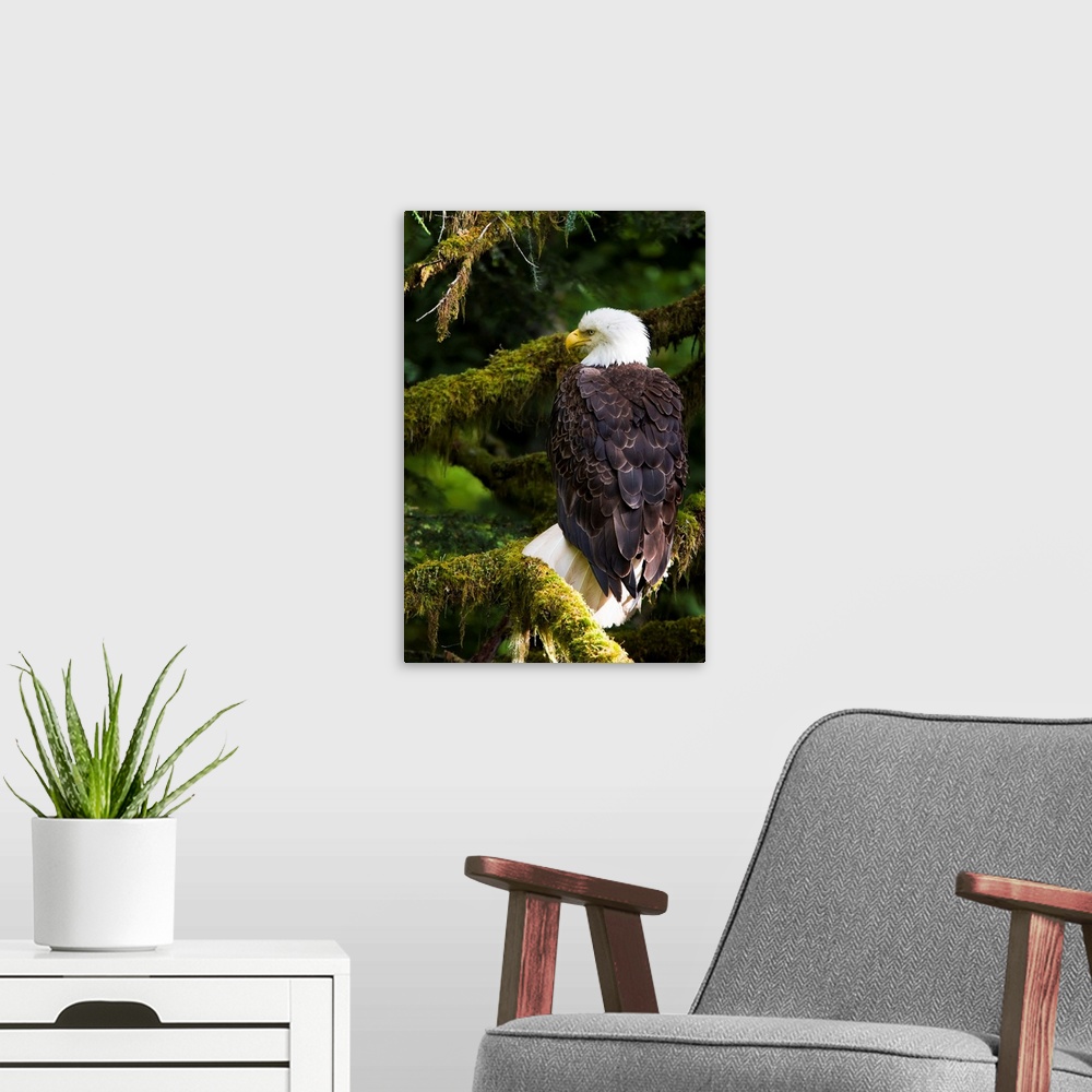 A modern room featuring Raptor Center, Sitka, Alaska.  Close-up of a bald eagle sitting in tree.