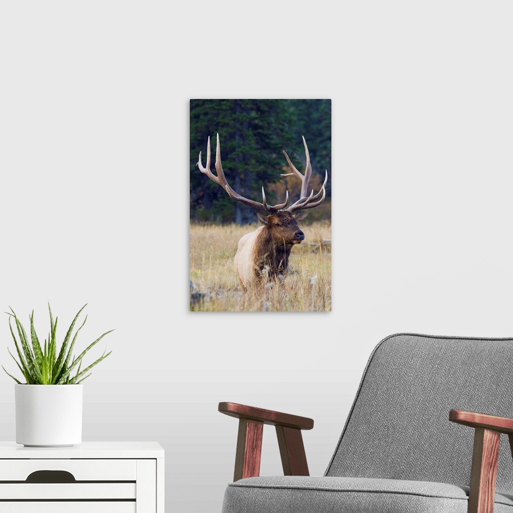 A modern room featuring Rocky Mountain Bull Elk