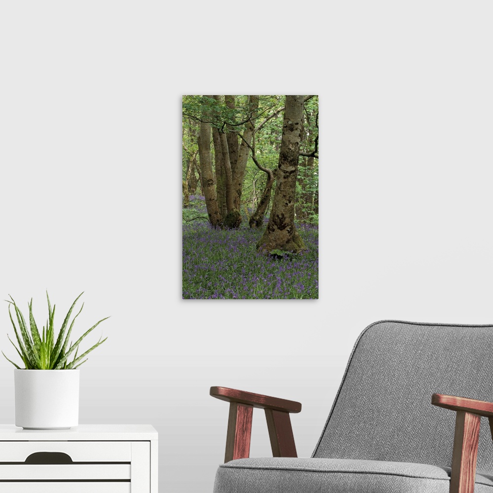 A modern room featuring Scotland, Isle of Skye, Ardvasar..Forest landscape with bluebells.