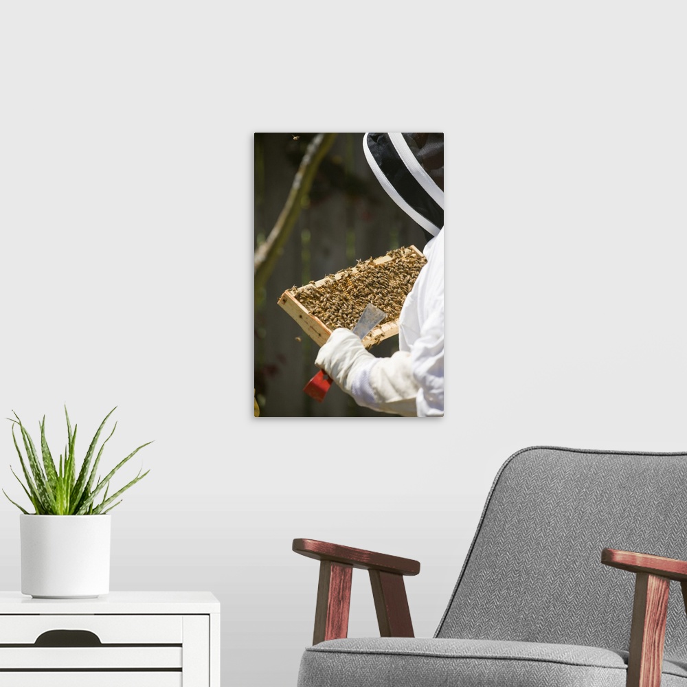 A modern room featuring Seattle, Washington State, USA. Woman beekeeper checking the health of the honey in a frame. (MR)