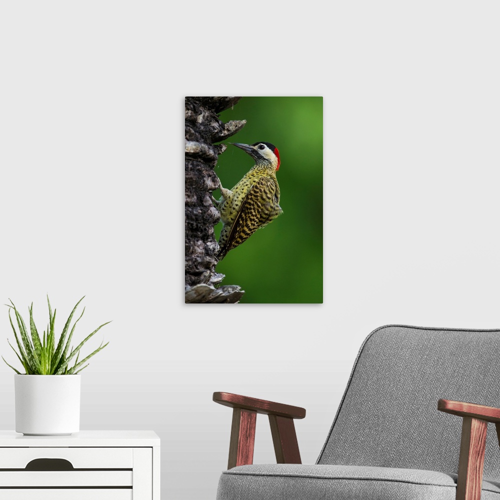 A modern room featuring South America. Brazil. A green-barred woodpecker (Colaptes melanochloros) in the Pantanal, the wo...