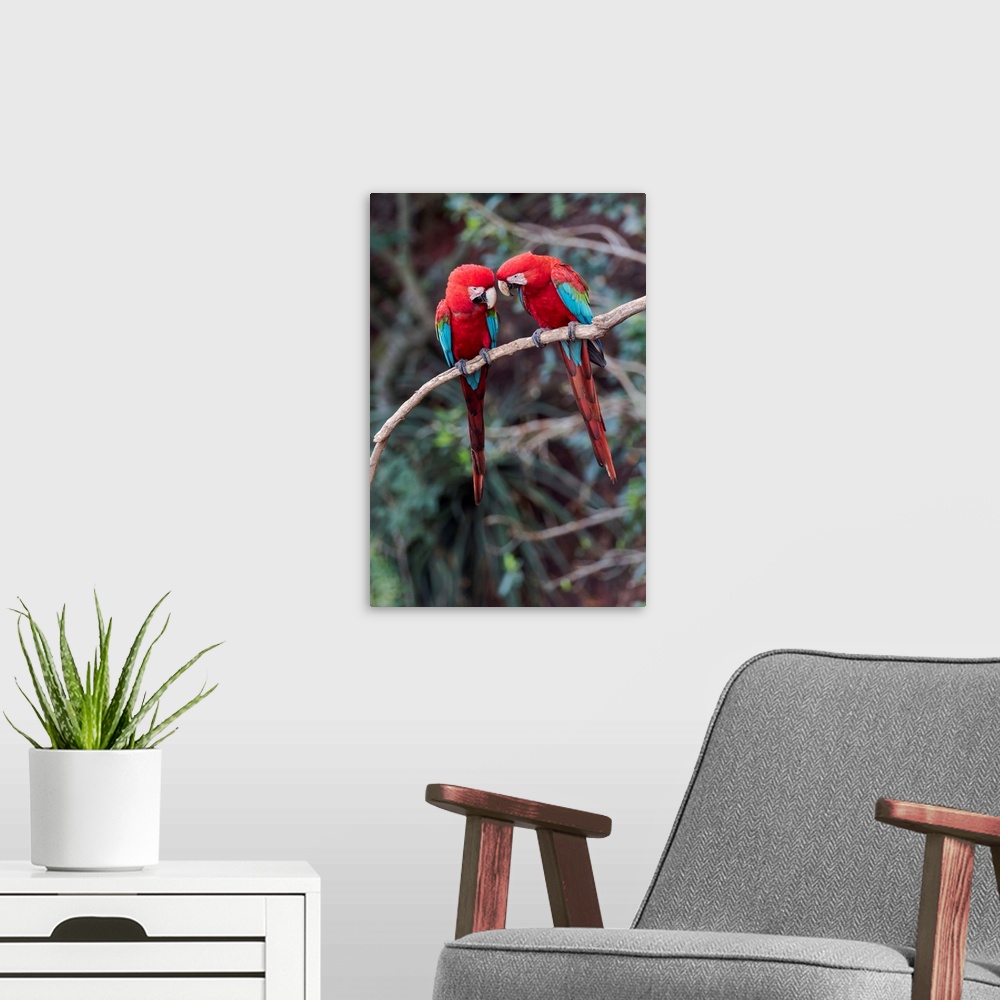 A modern room featuring South America, Brazil, Mato Grosso do Sul, Jardim, Sinkhole of the Macaws, red-and-green macaw, A...