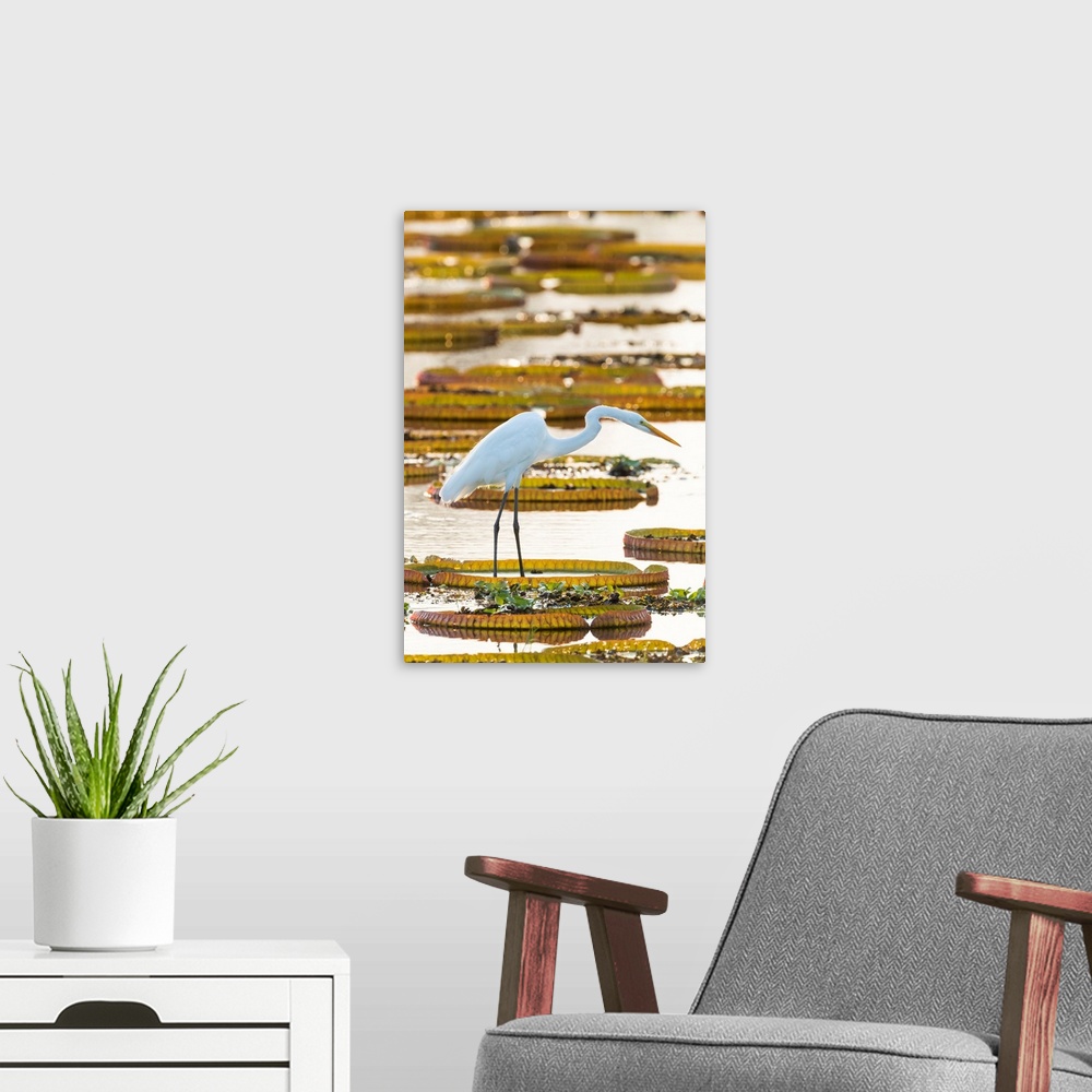A modern room featuring South America, Brazil, The Pantanal, Porto Jofre, great egret, Ardea alba, giant lily pads, Victo...
