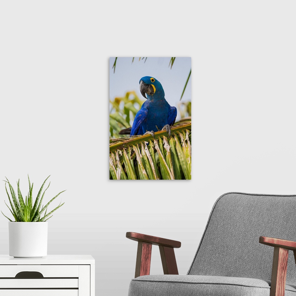A modern room featuring South America. Brazil. Hyacynth macaw (Anodorhynchus hyacinthinus), a vulnerable species of parro...