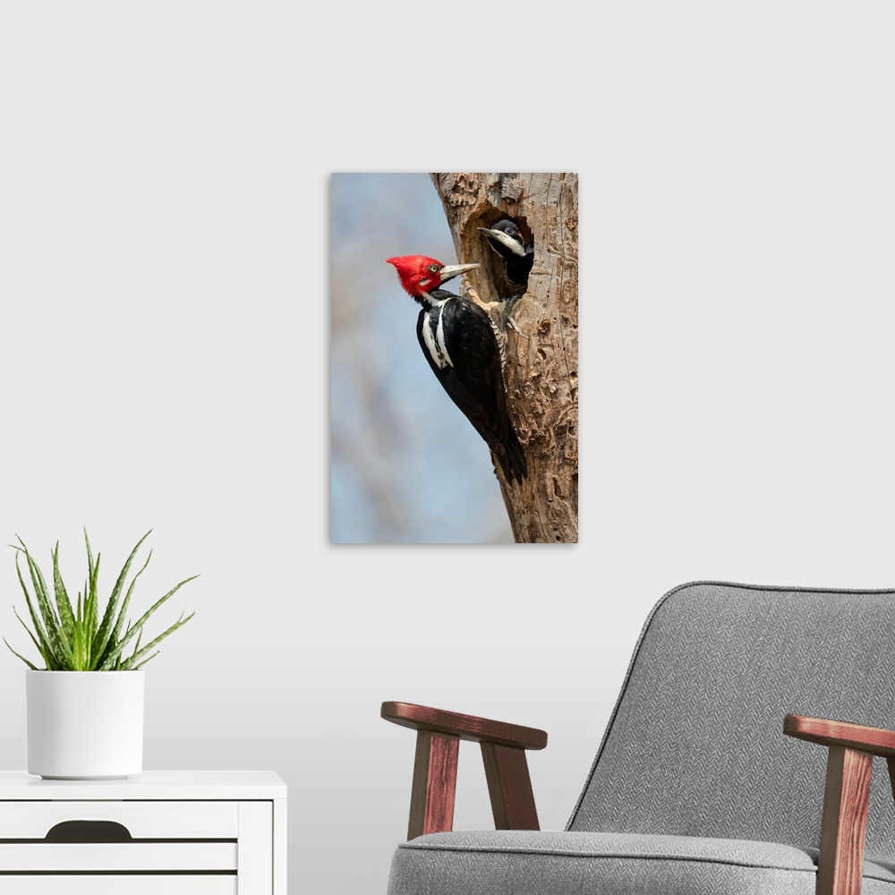 A modern room featuring South America, Brazil, The Pantanal, crimson-crested woodpecker, Campephilus melanoleucus. Male c...