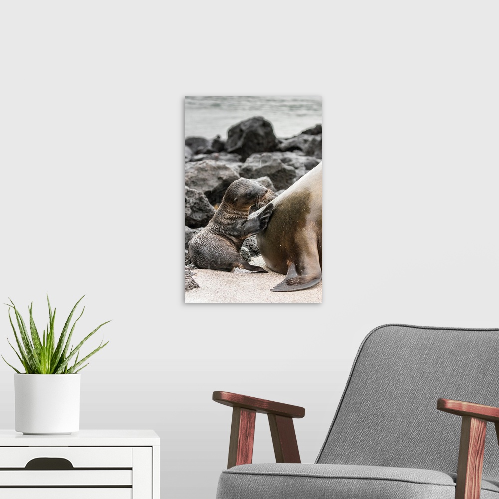 A modern room featuring South America, Ecuador, Galapagos National Park. Sea lion and pup.