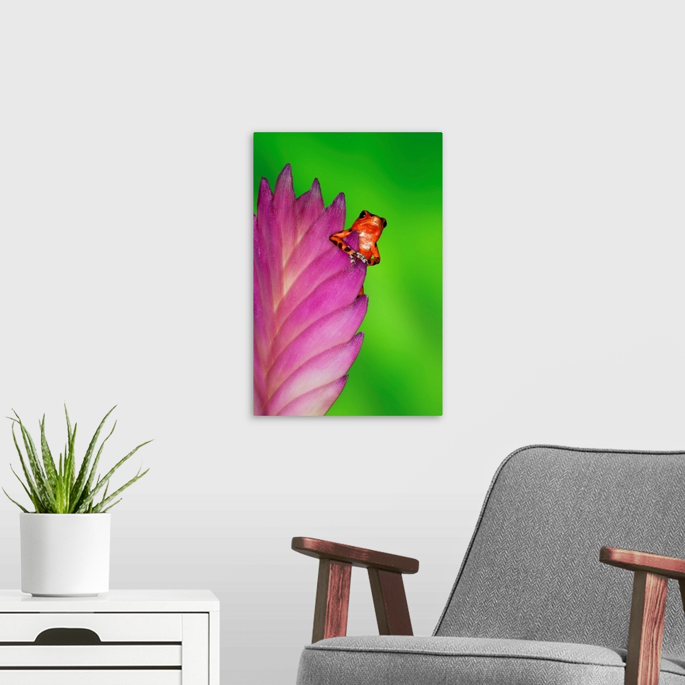 A modern room featuring South America, Panama. Strawberry poison dart frog on bromeliad flower.
