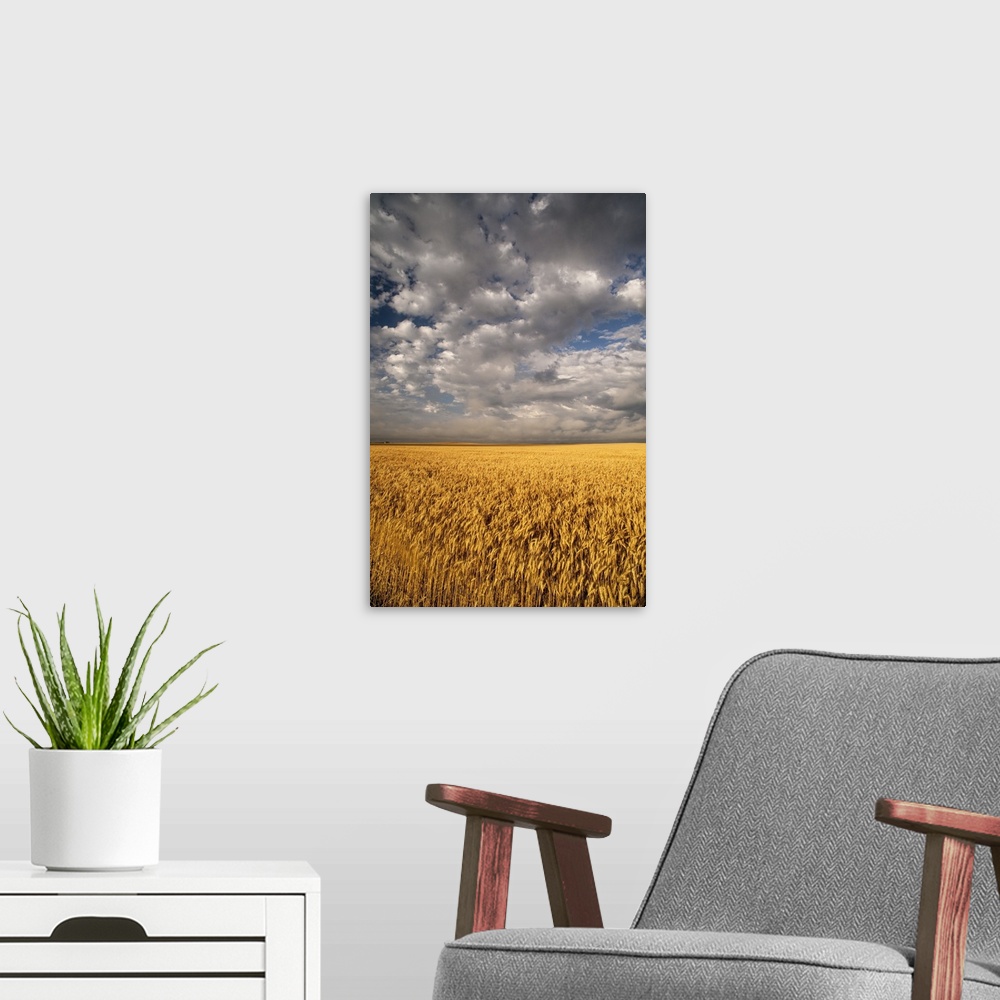 A modern room featuring North America, USA, South Dakota, Summer morning wheat fields on the South Dakota praire