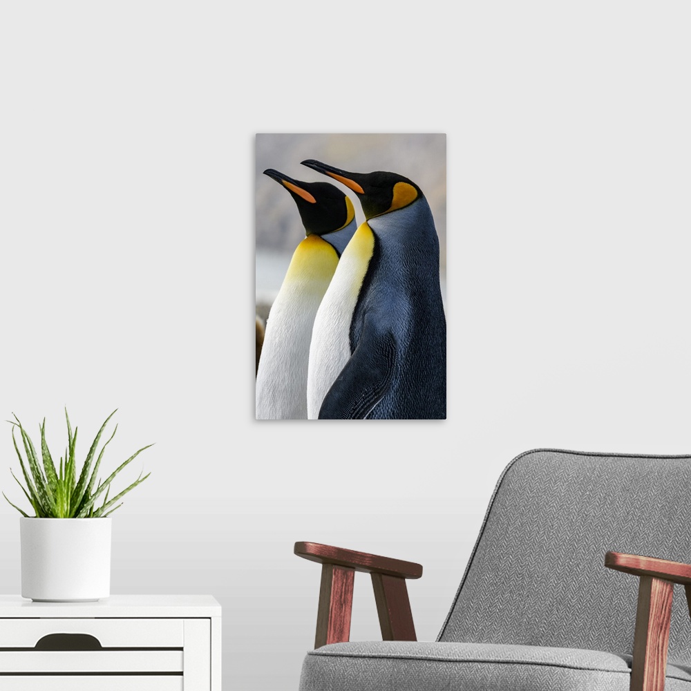 A modern room featuring South Georgia Island, St. Andrews Bay. King penguins.