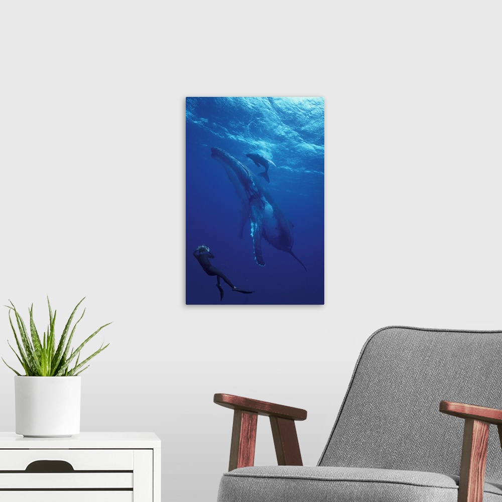 A modern room featuring South Pacific, Tonga.Humpback whale and calf.diver photographer
