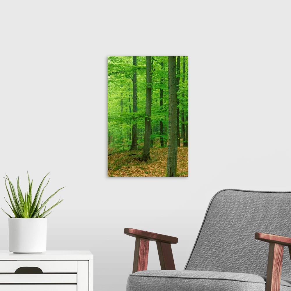 A modern room featuring Beech (Fagus sylvatica) Forest.