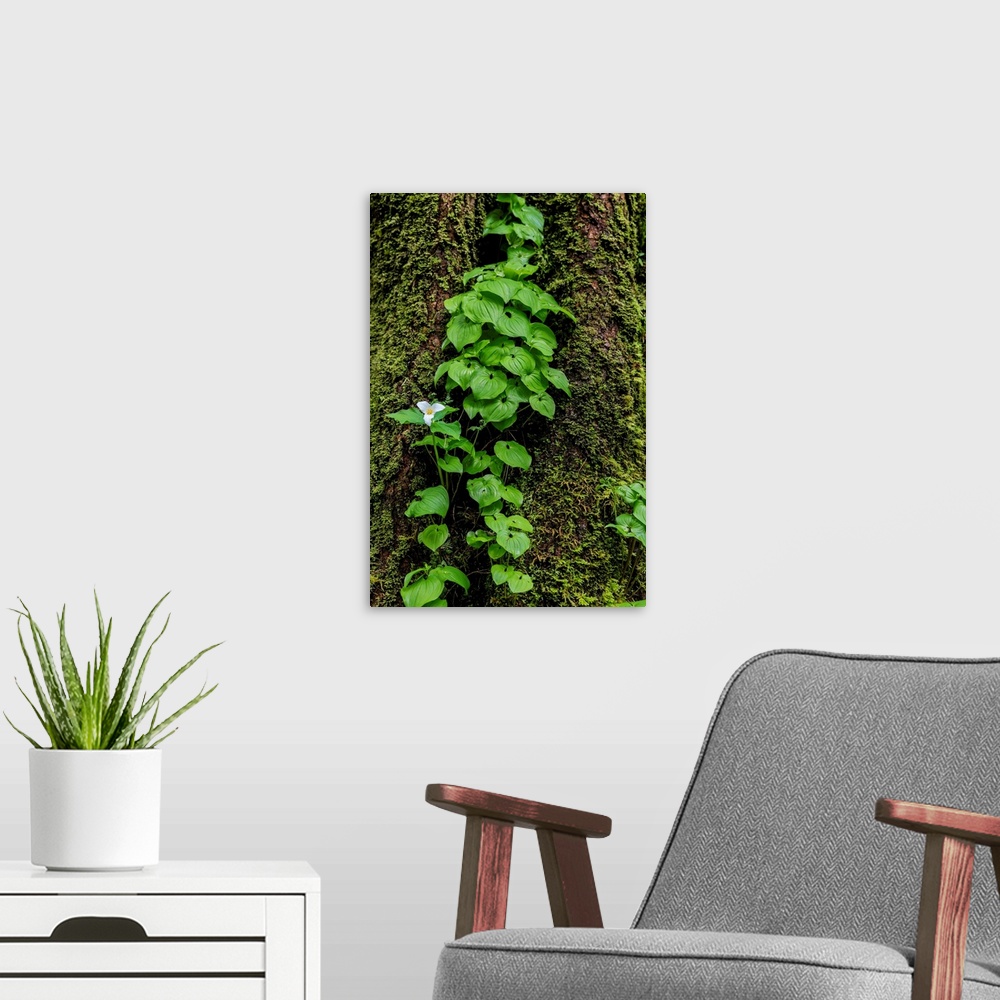 A modern room featuring Trillium and Lady of the Valley grow on douglas fir tree in Olympic National Park, Washington, USA