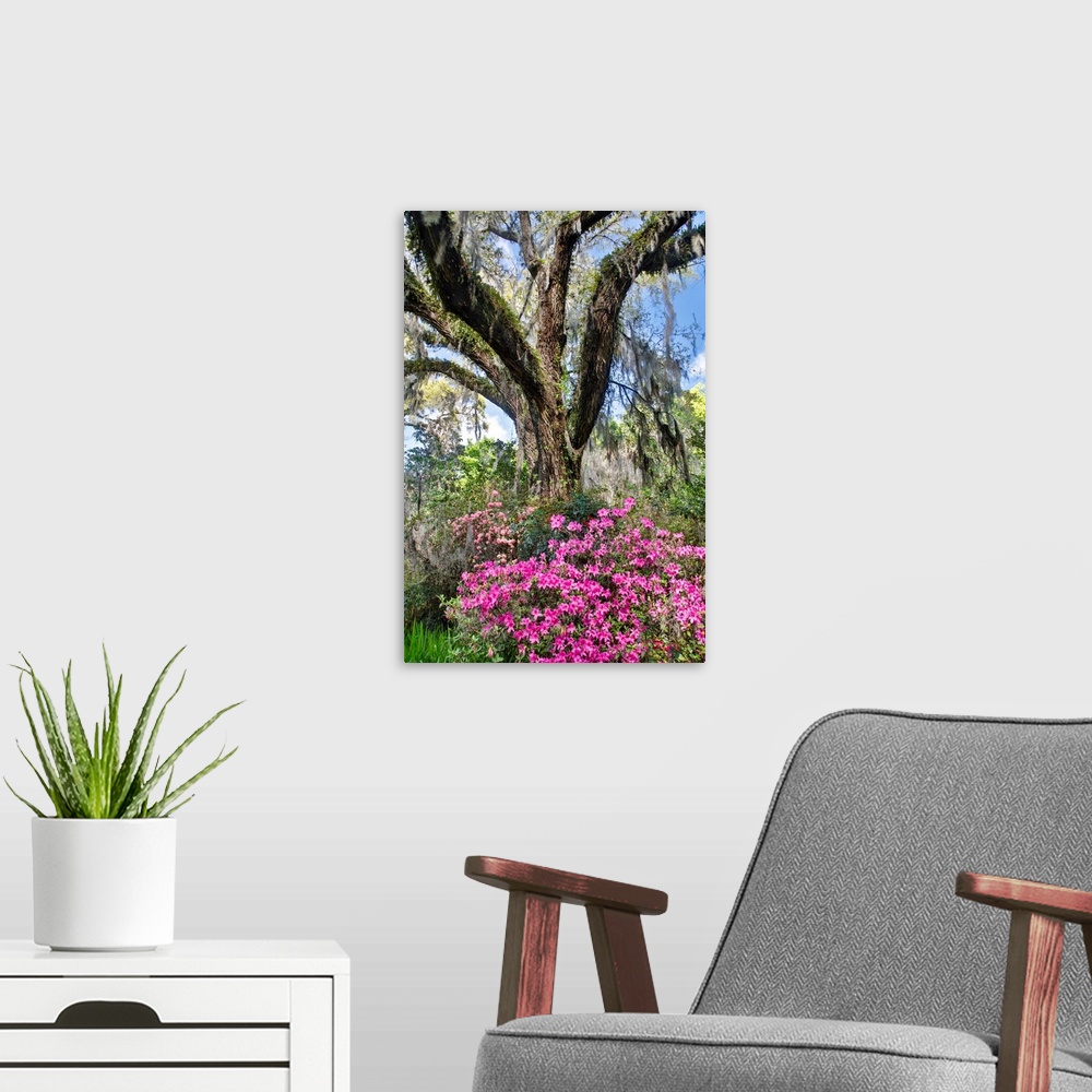 A modern room featuring United States, North Carolina, Magnolia Plantation, Moss-Covered Tree Trunk with Azaleas