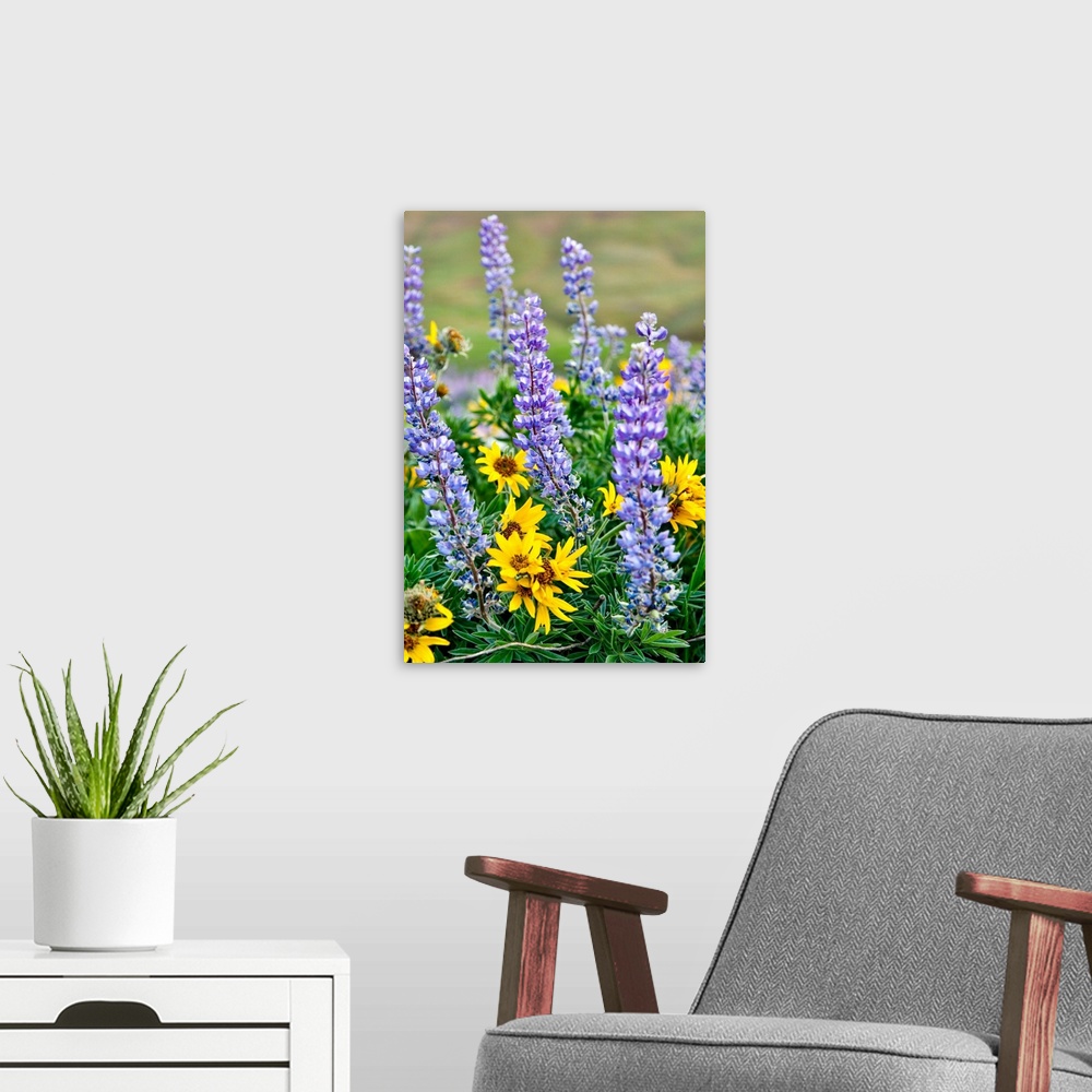 A modern room featuring United States, Oregon, Columbia River Gorge, Close-Up of Lupen and Black-Eyed Susan