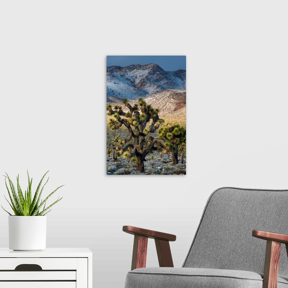 A modern room featuring North America, USA, California, Death Valley National Park.  Joshua Trees in the Snow, Lee Flat, ...