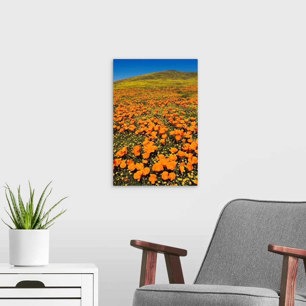 A modern room featuring USA, California, Lancaster. Poppies and goldfields bloom on hillside.