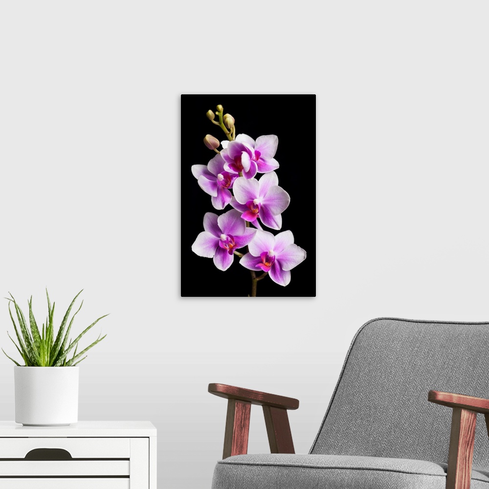 A modern room featuring USA, California, Los Osos. Close-up of orchids.