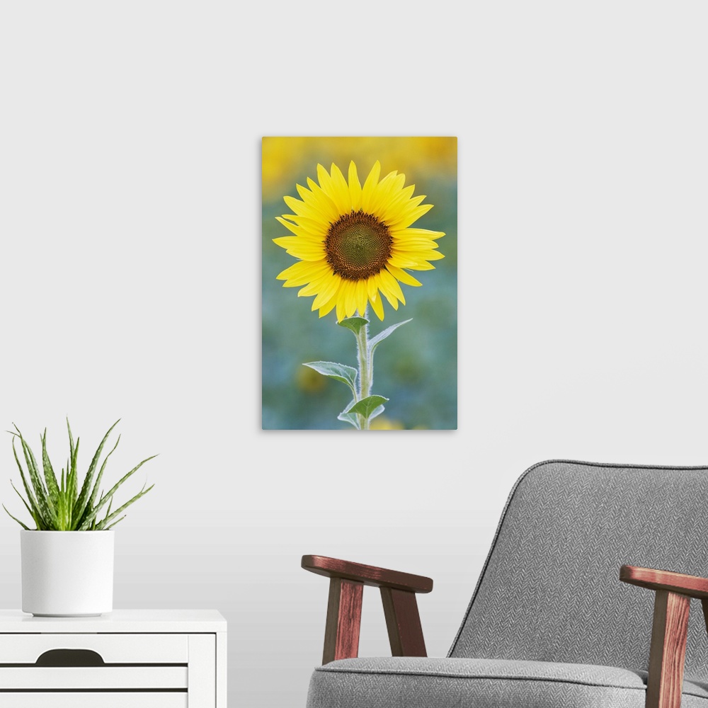 A modern room featuring USA, California, Napa Valley. Close-up of sunflower.