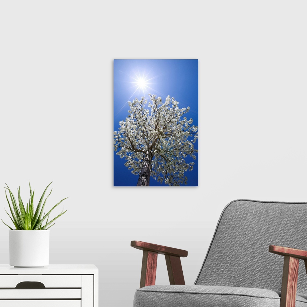 A modern room featuring USA, California, Owens Valley. Flowering pear tree.