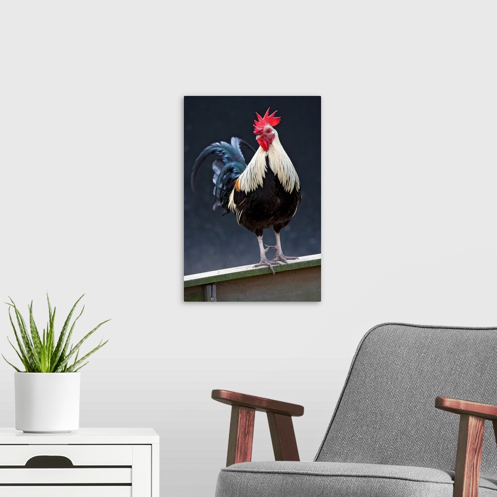 A modern room featuring USA, California. Rooster on fence.