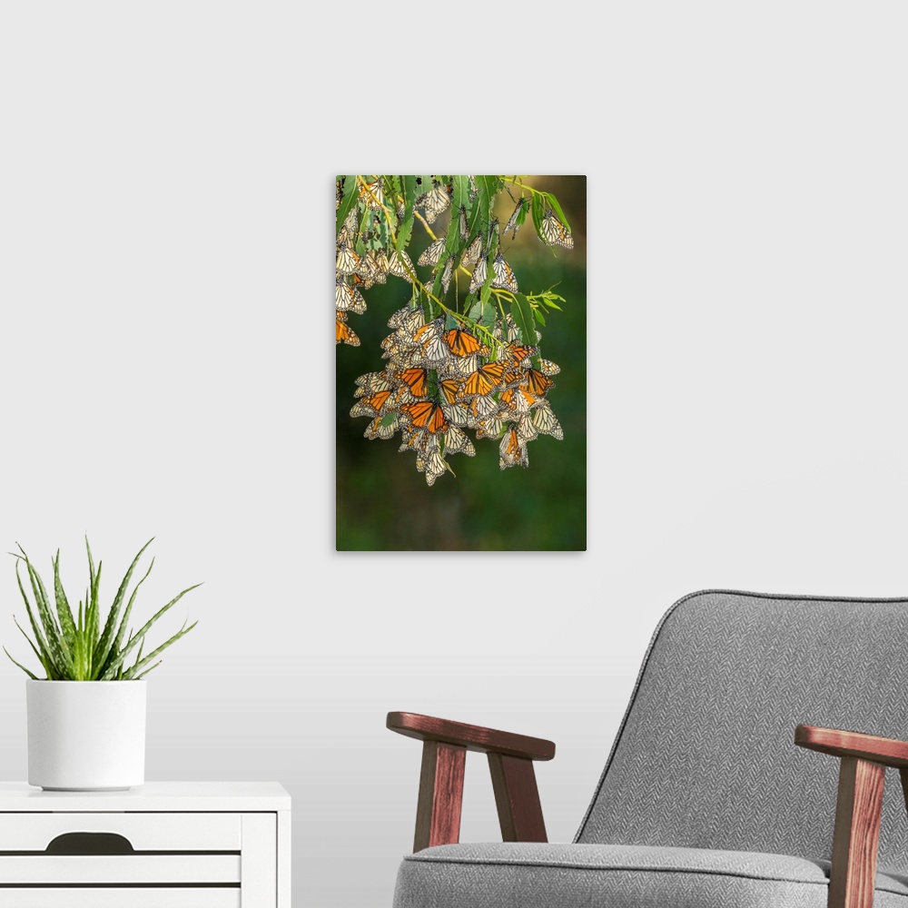A modern room featuring USA, California, San Luis Obispo County. Monarch butterflies in wintering cluster.
